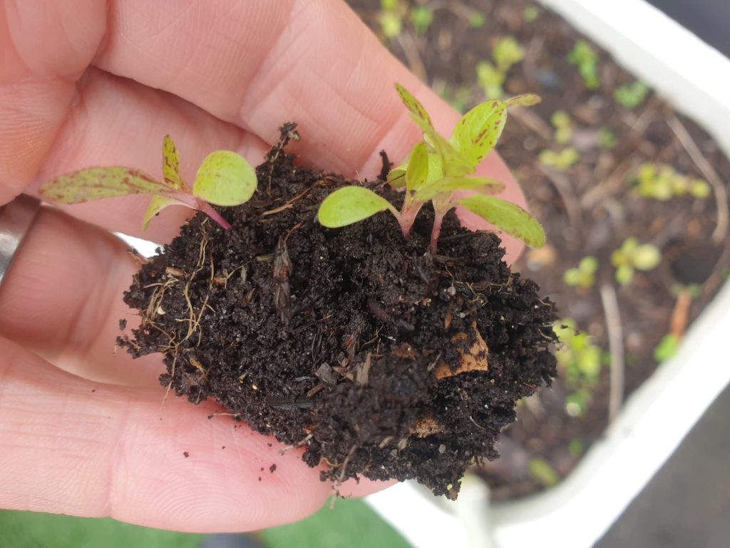 lettuce seedling plants in a hand