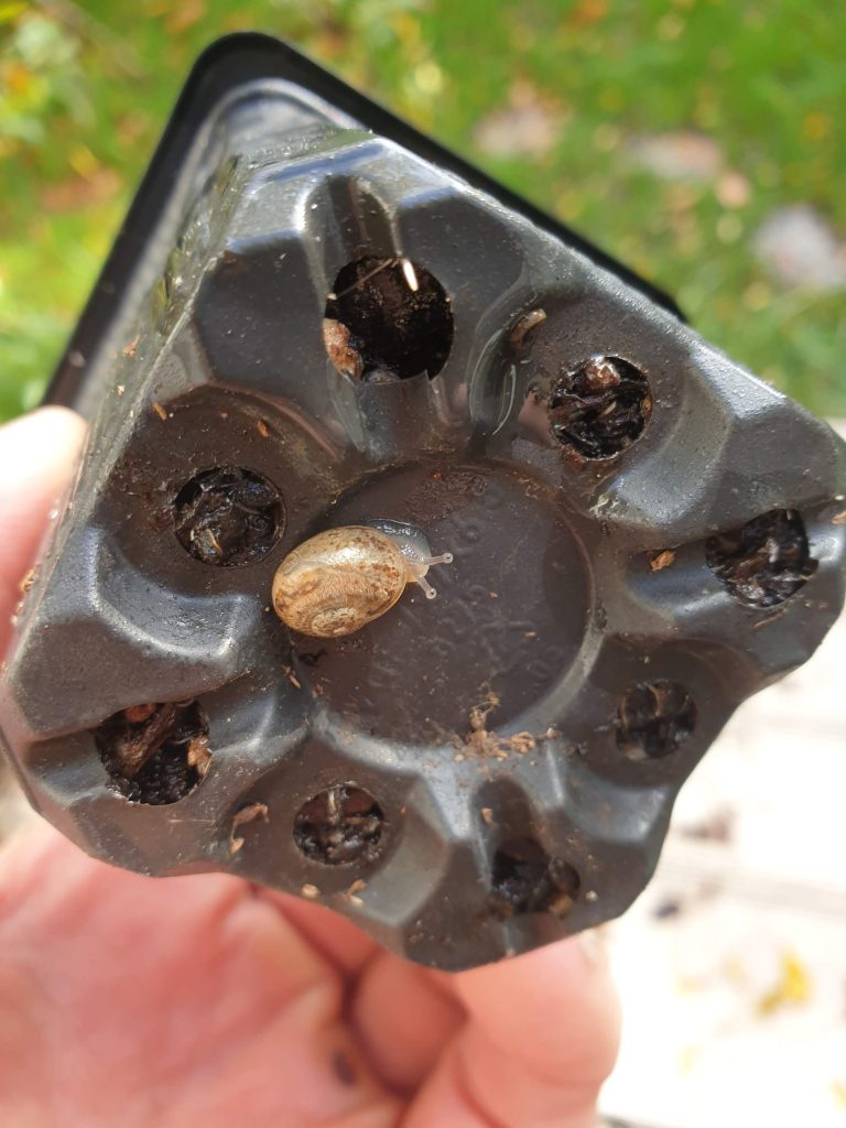 a baby snail hiding underneath a plant pot