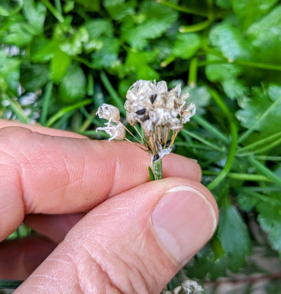 chives flower with seeds