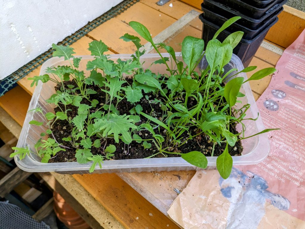 Seedling plants spinach and kale